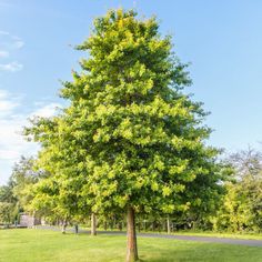 a large green tree sitting in the middle of a park