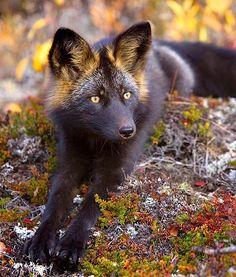 a black and brown wolf laying on top of a forest covered in snow next to trees