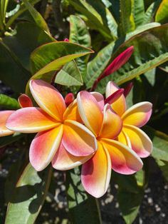 an orange and yellow flower with green leaves