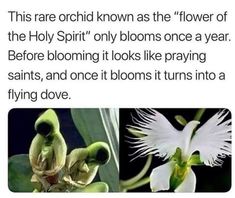 Rare Orchids, Wow Facts, The Holy Spirit, Photo Images, Things To Know, Amazing Nature, Nature Beauty