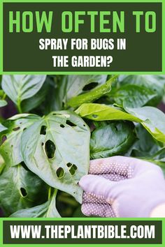 Spray For Bugs How To Keep Bugs Off Plants, How To Keep Bugs Out Of Garden, Garden Bug Spray, Garden Tricks, Kill Bugs, Outside Plants, Insect Spray, Garden Remedies, Garden Bugs