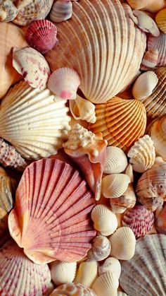 many seashells are gathered together on the beach