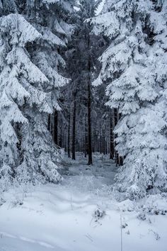 a snow covered forest with lots of tall pine trees in the foreground and white snow on the ground