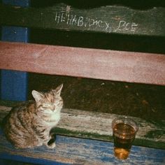 a cat sitting on top of a wooden bench next to a glass filled with liquid