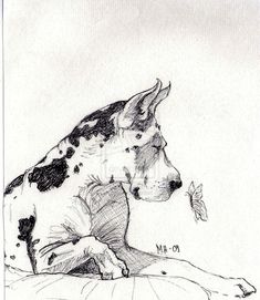 a drawing of a dog laying down with a butterfly on it's nose and head