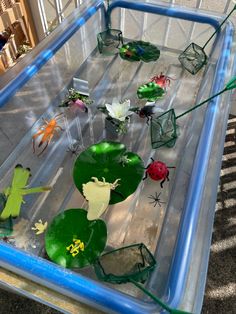 several different types of bugs and other insect life cycles in a plastic container on the ground