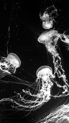 black and white photograph of jellyfish in water