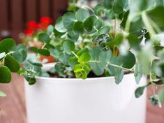 a potted plant sitting on top of a wooden table next to other pots filled with plants