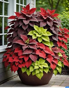 a large potted plant with red, green and purple leaves in front of a house