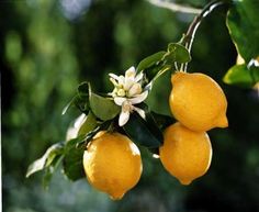 three lemons hanging from a tree with green leaves and white flowers in the background