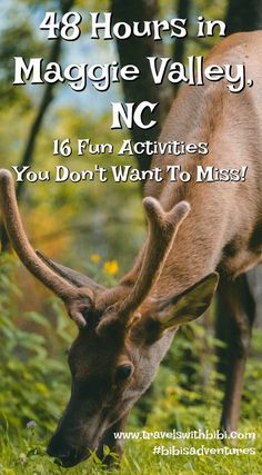 a deer eating grass with the words 48 hours in maggie valley, nc 16 fun activities you don't want to miss