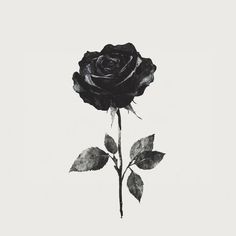 a single black rose on a white background