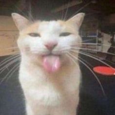 an orange and white cat sticking its tongue out