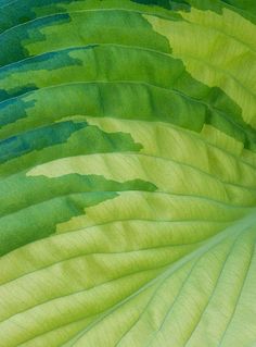 close up view of green and yellow leaves