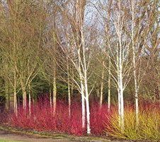 the trees are lined up next to each other