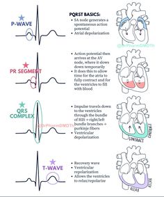 Ekg Notes, Conduction System Of The Heart, Ultrasound School, Emt Study, Pharmacology Studying, Nurse Notes, Study Sheets