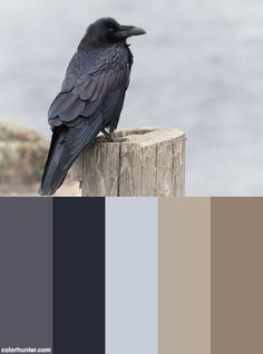 a black bird sitting on top of a wooden post next to the ocean with color swatches