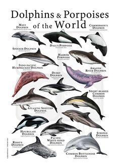 dolphins and porpoises of the world poster with their names in english, spanish, and