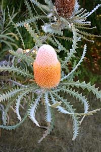 an orange and white flower is growing on a tree branch in front of some bushes