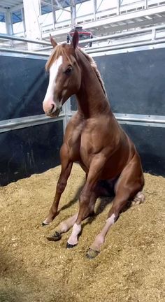 a brown horse standing on top of a pile of hay