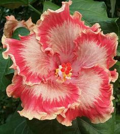 a large red and yellow flower with green leaves in the backgrounge area