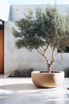 a potted olive tree in front of a building