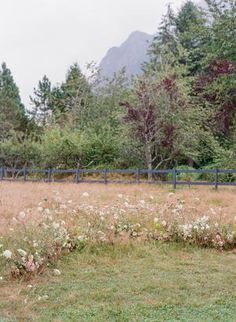 an open field with flowers and trees in the background