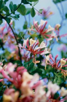 some pink and white flowers on a tree branch with blue sky in the back ground