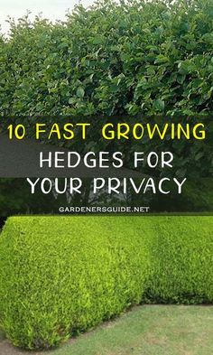 the words, 10 fast growing hedges for your privacy garden