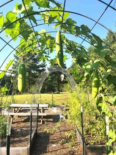 an outdoor garden with lots of plants growing in the ground and some water sprinklers