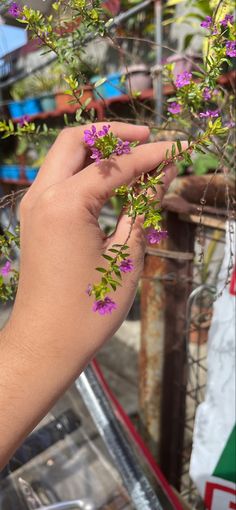 Fitbit Flex, Fitbit, Plants