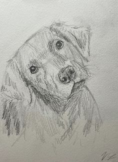 a pencil drawing of a dog's face with his head tilted to the side