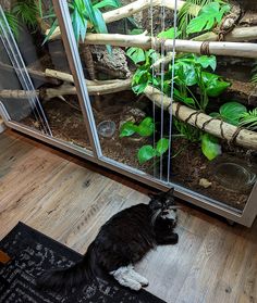 a black and white cat laying on the floor in front of a glass enclosure with plants