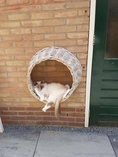 a white cat laying in a wicker bed on the side of a brick building