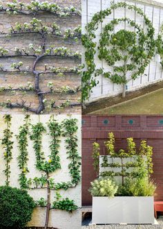 several different types of plants growing on the side of a building and in front of a brick wall