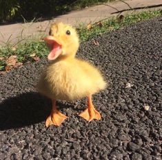 a small duck is standing on the road with its mouth open and it's tongue out