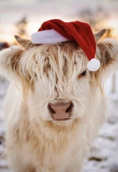 a furry cow wearing a santa hat on top of it's head