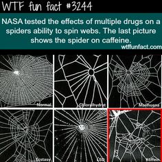 The effects of drugs on a spider -  WTF fun facts Spider Webs, E Mc2, True Facts, The More You Know, Things To Know, Funny Facts, Mind Blown, Sake, Nasa