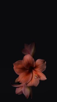 Flower Lockscreen, Black Flowers Wallpaper, Wallpaper Iphone Ios7, Ipad Lockscreen, Flowers Black Background, Xiaomi Wallpapers, Butterfly Wallpaper Backgrounds, Nothing But Flowers, Iphone Wallpaper Tumblr Aesthetic