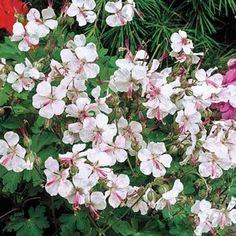 white and pink flowers are blooming in the garden