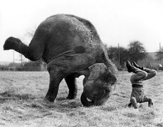 an elephant standing on top of a grass covered field next to a man kneeling down