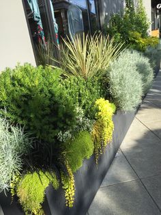 some plants are growing in a black planter on the side of a building near a sidewalk