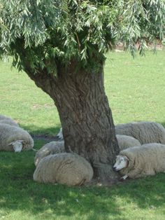 several sheep laying under a tree in the shade