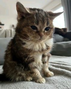 a small kitten sitting on top of a bed next to a cat laying in the background