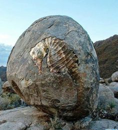 a large rock with an animal fossil embedded in it's shell sitting on top of some rocks