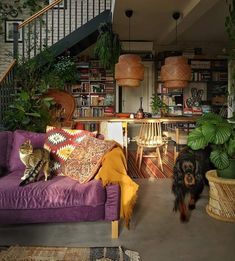 a dog and cat sitting on a purple couch in front of a book shelf filled with books