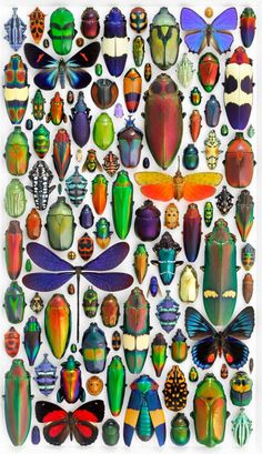 an assortment of different colored bugs and insects