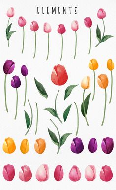 watercolor tulips are arranged in different colors