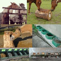 several pictures of horses and troughs in an enclosure, including one horse drinking from the trough