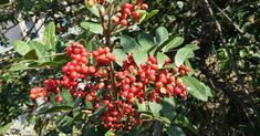 red berries are growing on the branches of a tree